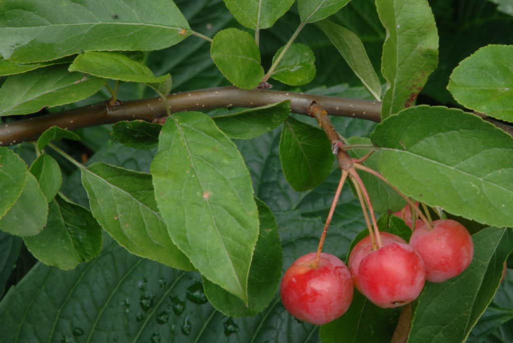 zierapfel