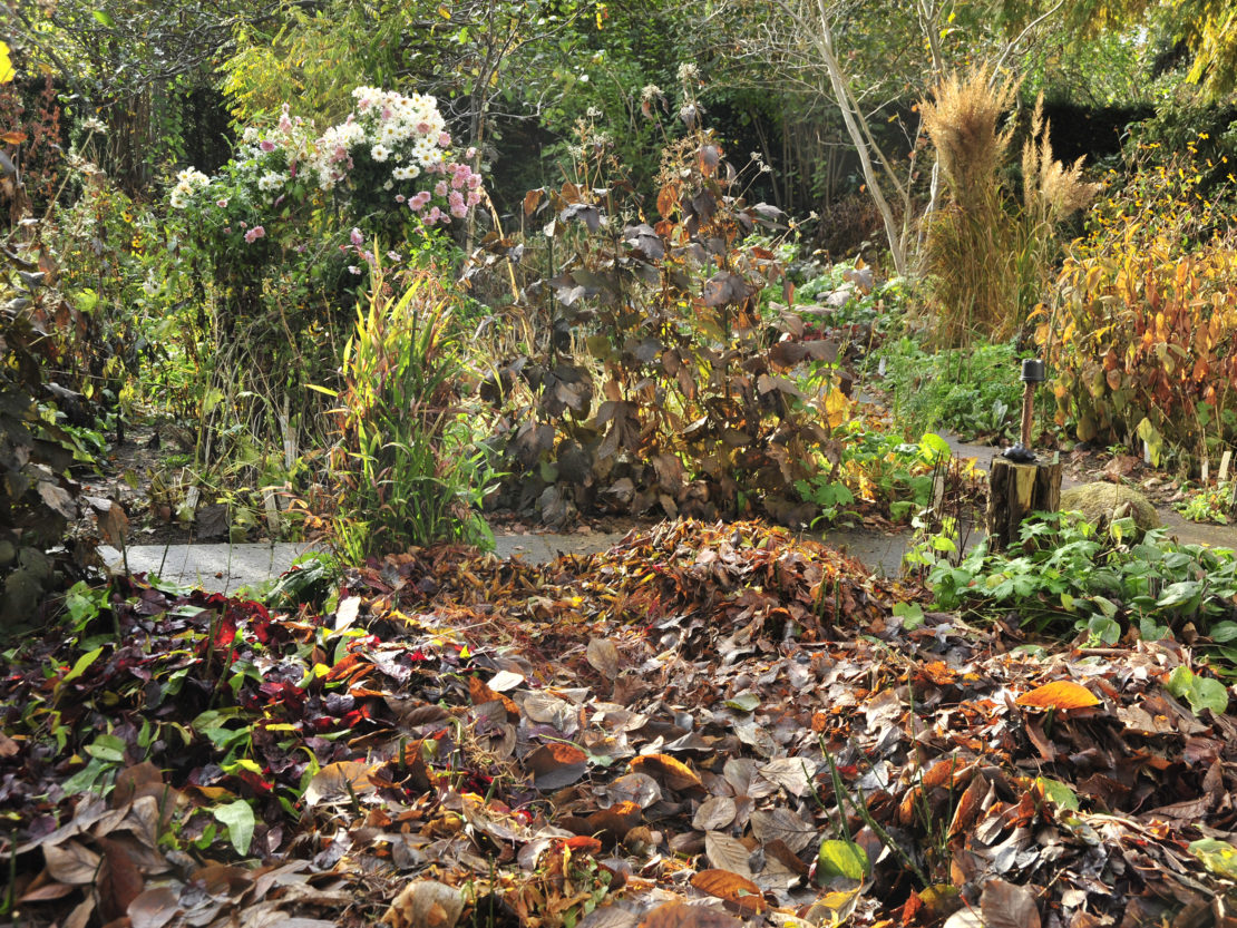 Herbstblüher Der Garten im November GartenFlora