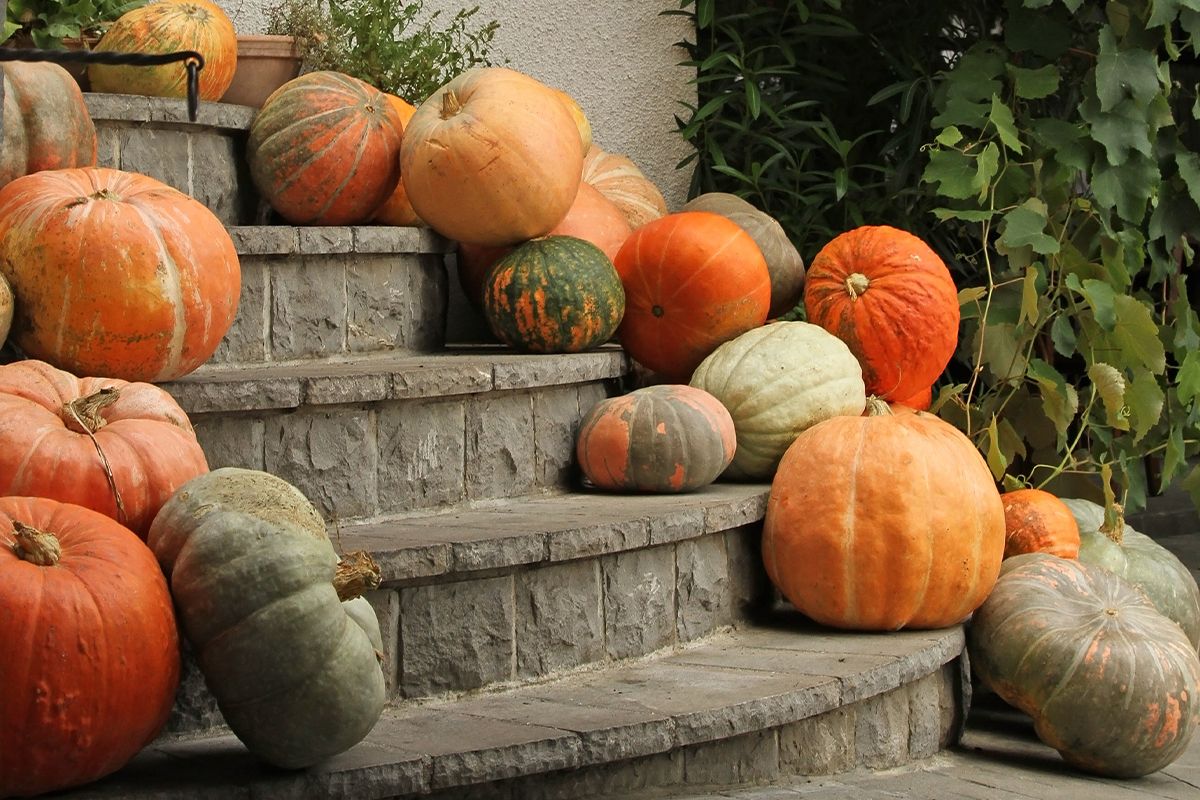 Kürbis ernten und auf Treppe lagern [Foto: AdobeStock_Natalia]