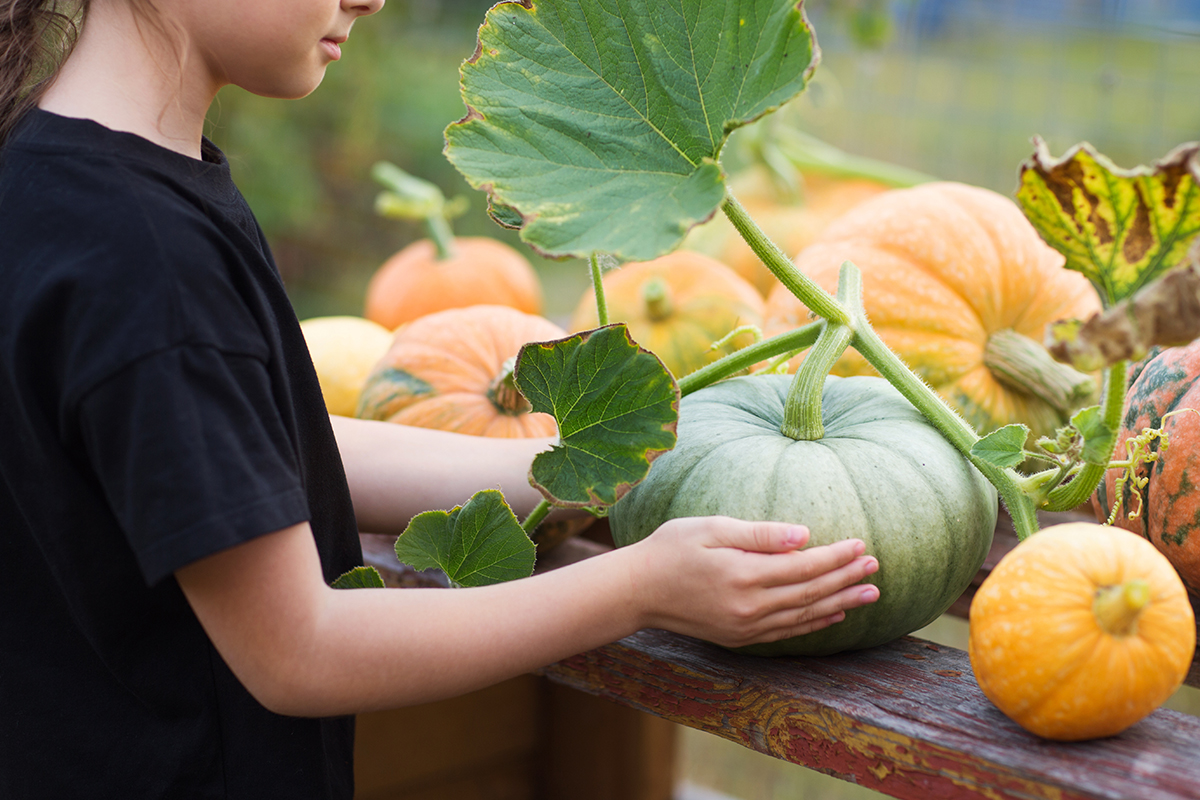 Kürbisse ernten und mit Stiel lagern [Foto: AdobeStock_Natalia]