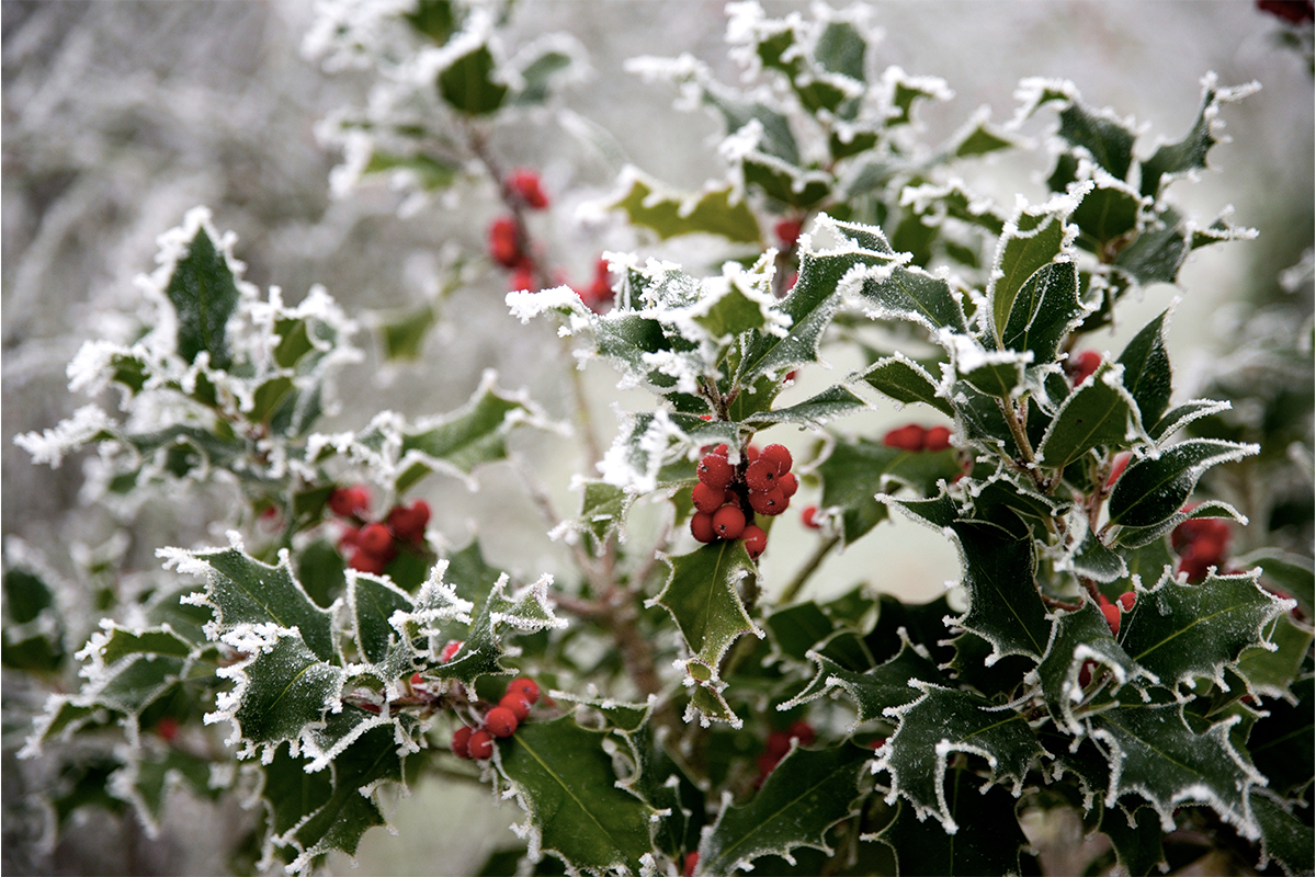 Stechpalme im Winter mit Frost überzogen Foto: AdobeStock_VRD