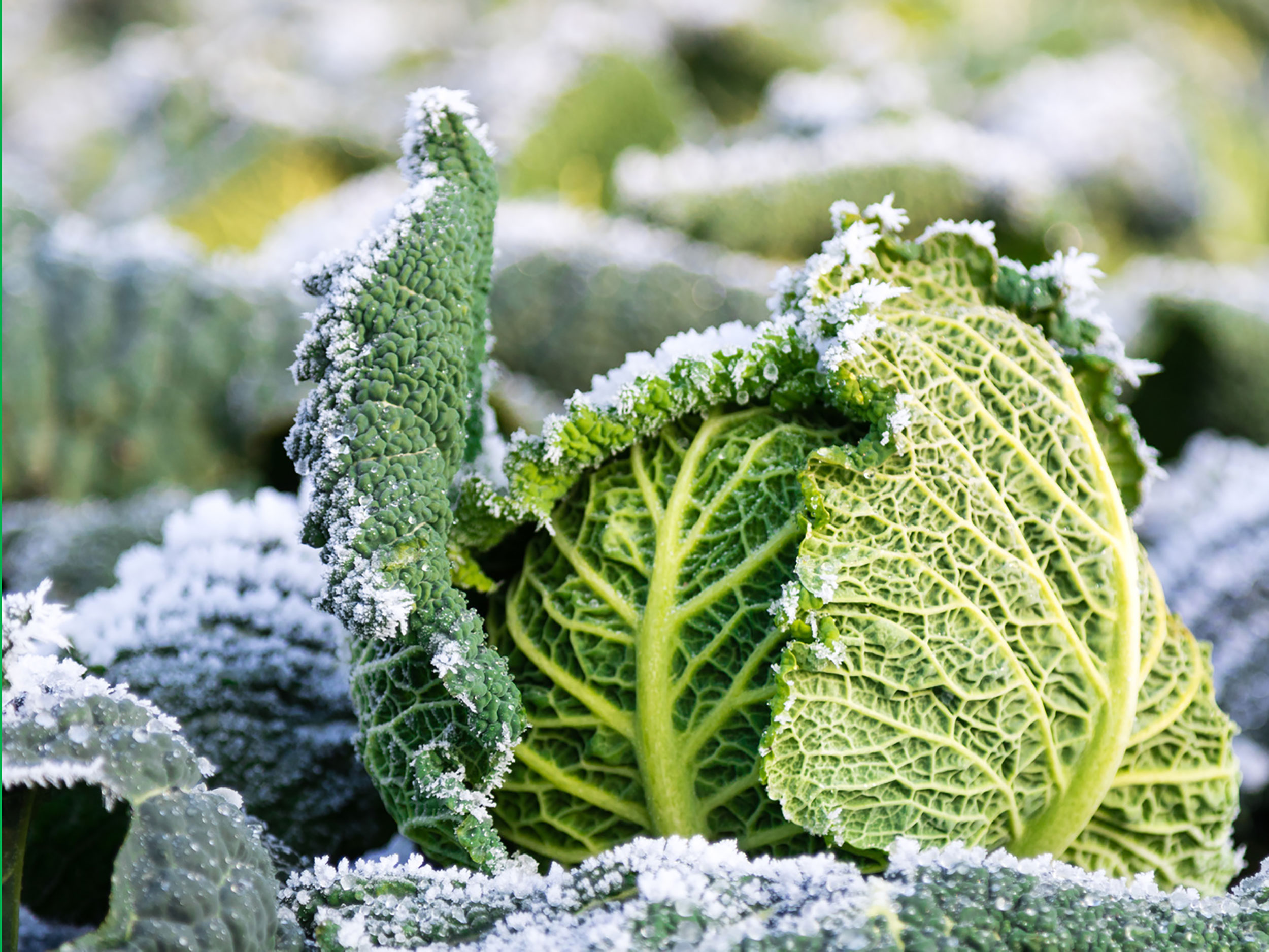 Gemüse im Januar – Ernte im Frost | GartenFlora