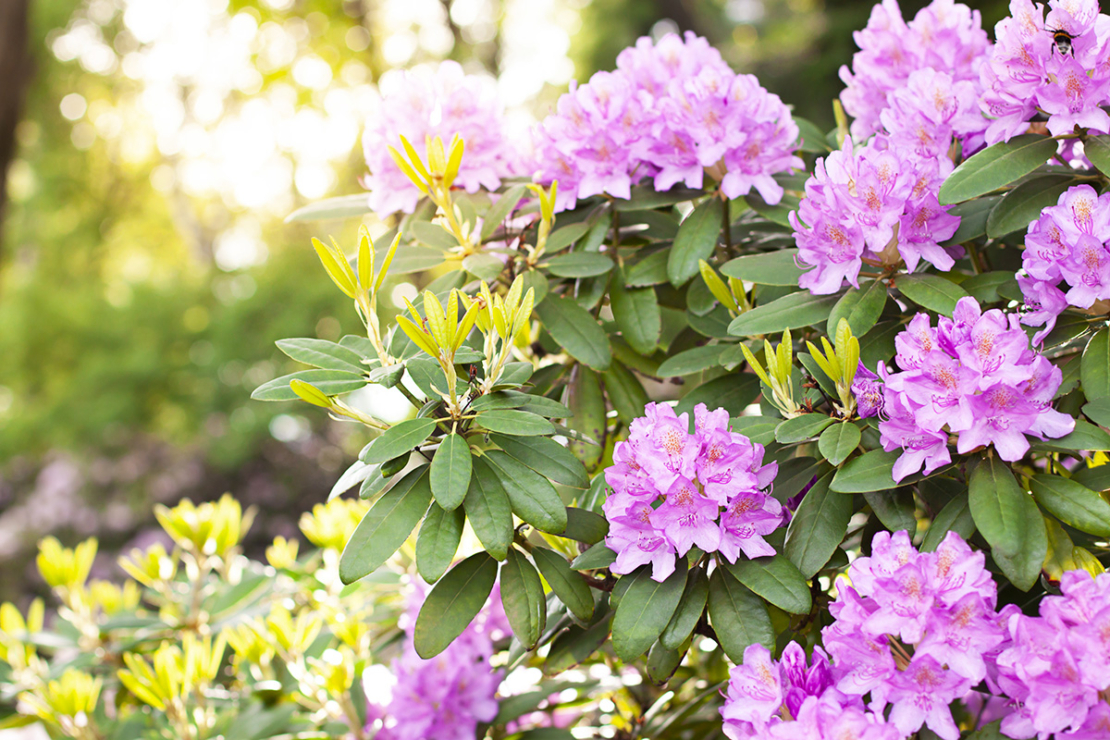 Rhododendron pflegen Die besten Tipps für die Kultur GartenFlora