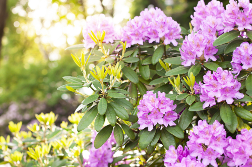 Rhododendron Foto: AdobeStock_mariarom