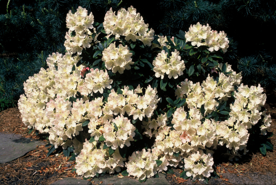 Rhododendron ‘Percy Wiseman‘ 