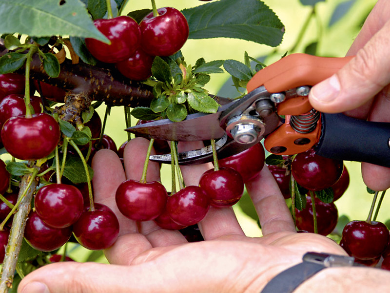 Schneiden der Sauerkirsche mit einer Gartenschere.