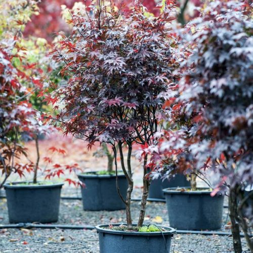 Gehölze wie dieser rote Ahorn können im Herbst gepflanzt werden