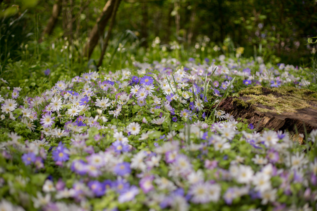 Weiße und violettfarben blühende Anemonen. Foto: AdobeStock_AnaWein