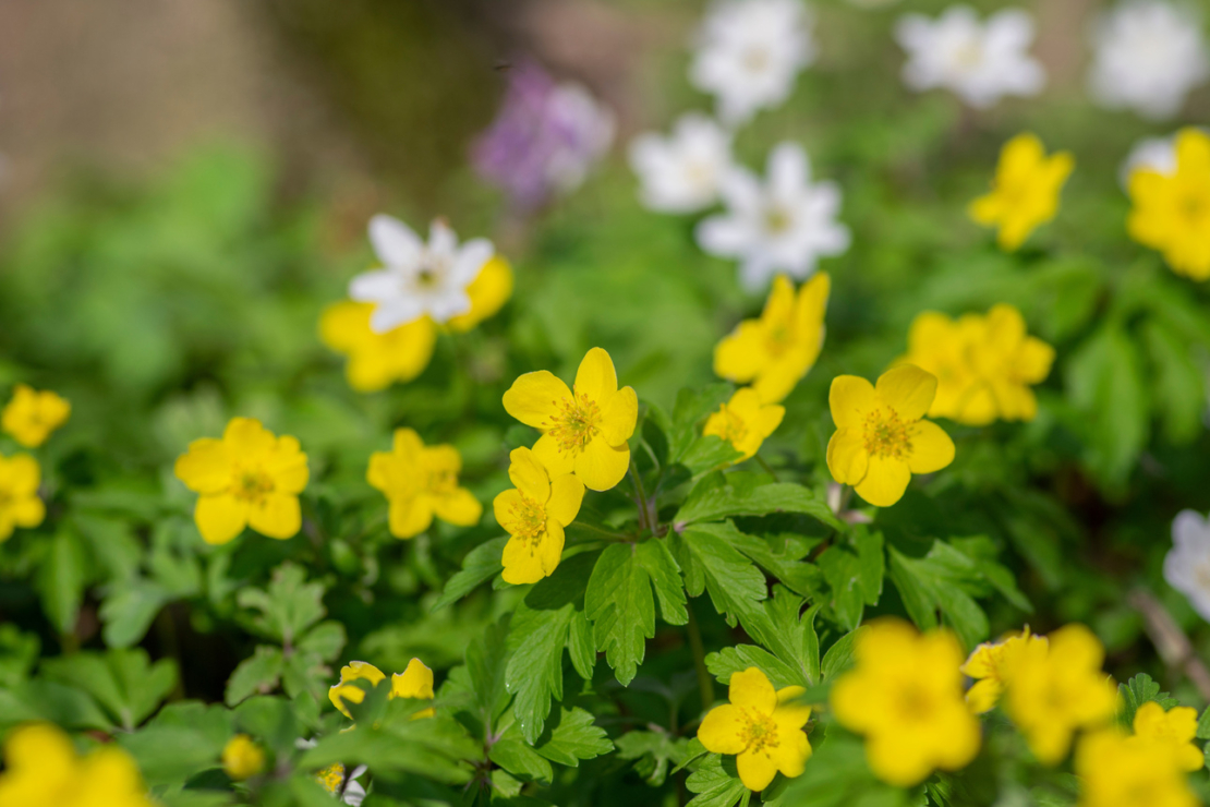 Gelbe Buschwindröschen. Foto: AdobeStock_Iva