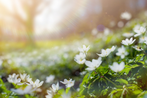 Frühblühende Anemonen: Weißblühende Buschwindröschen. Foto: AdobeStock_Konstiantyn