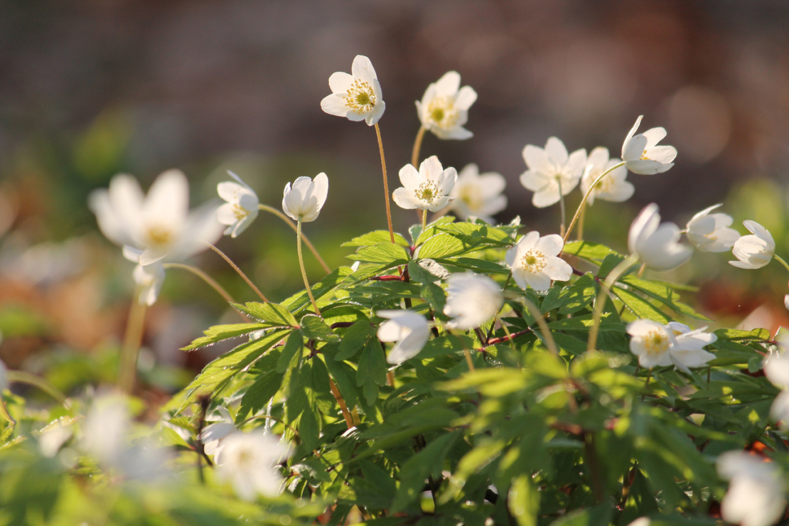 Anemonen, Buschwindröschen mit weißen Blüten. Foto: AdobeStock_kazakovmaksim