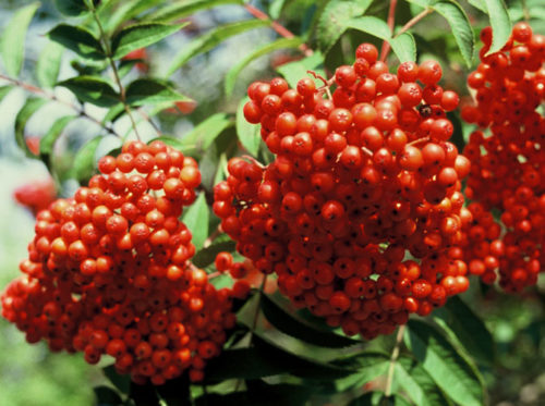 Rote Vogelbeeren am Baum