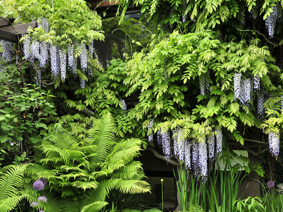 Japanische Wisteria Blauregen Glycine rosa Blüten Sorte /" Honbeni /"