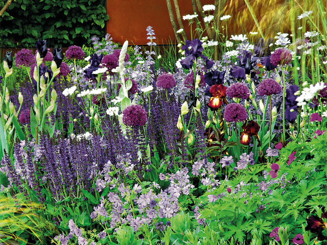 Steppensalbei Salvia nemorosa – die Wunderpflanze | GartenFlora