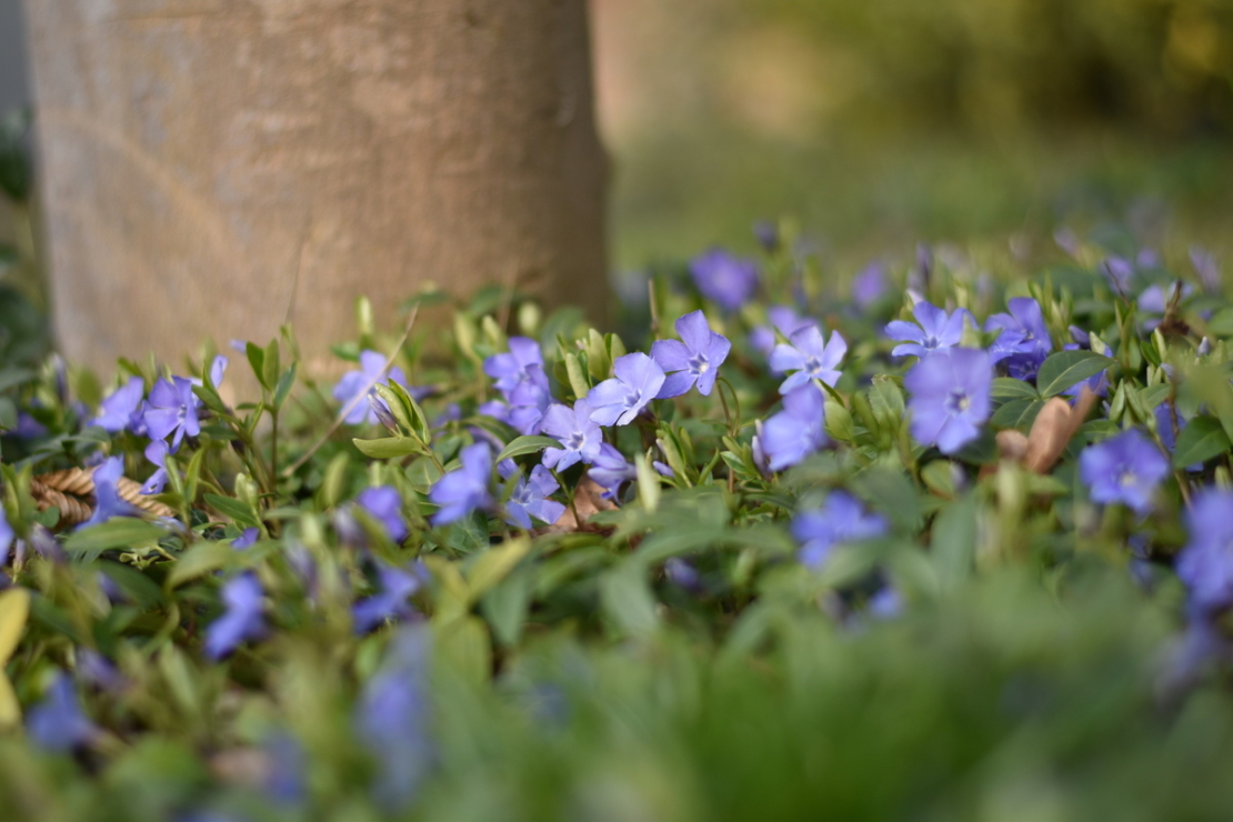 Bodendecker: Blühende Vinca an Baumstamm. Foto: AdobeStock_summersum