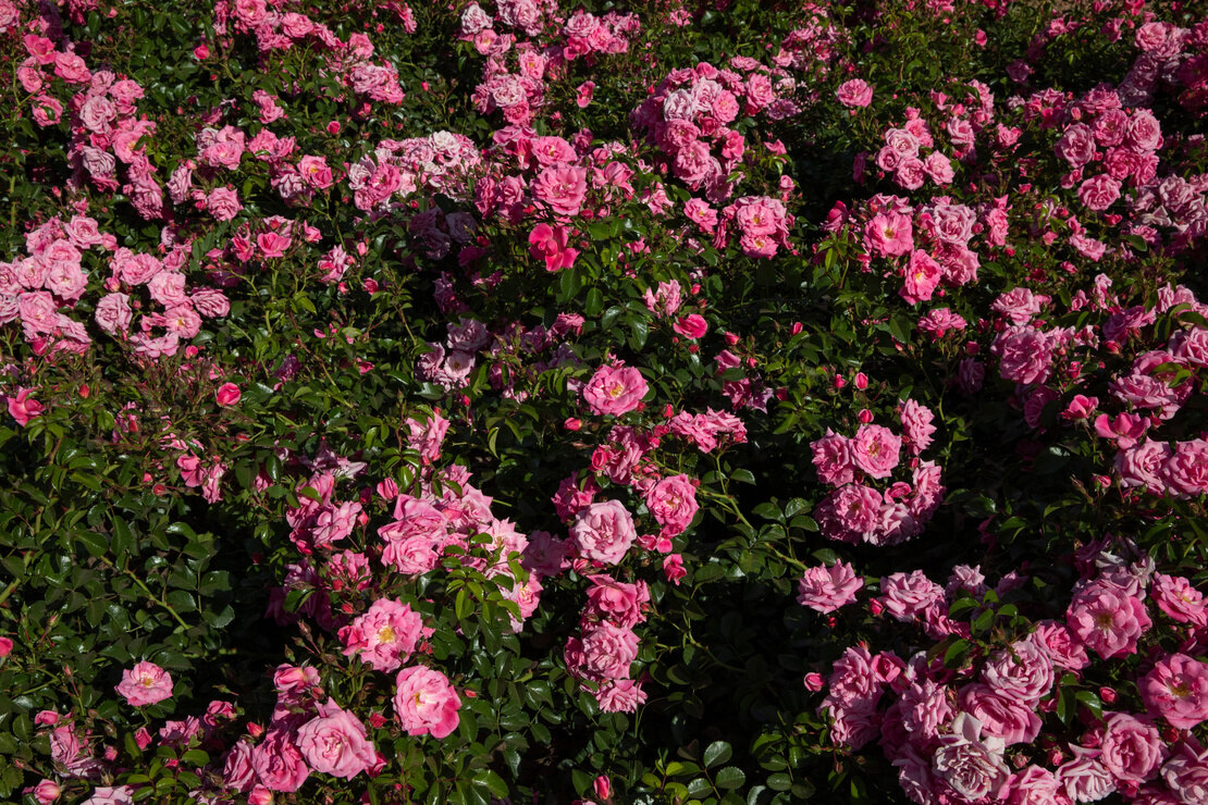 Bodendecker: Rose mit rosafarbenen Blüten. Foto: AdobeStock_Gonzalo
