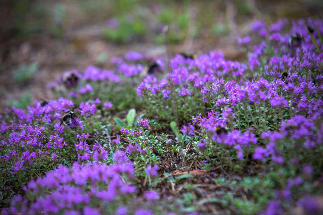 Bodendecker: Niedriger Thymian mit violettfarbenen Blüten. Foto: AdobeStock_KPad