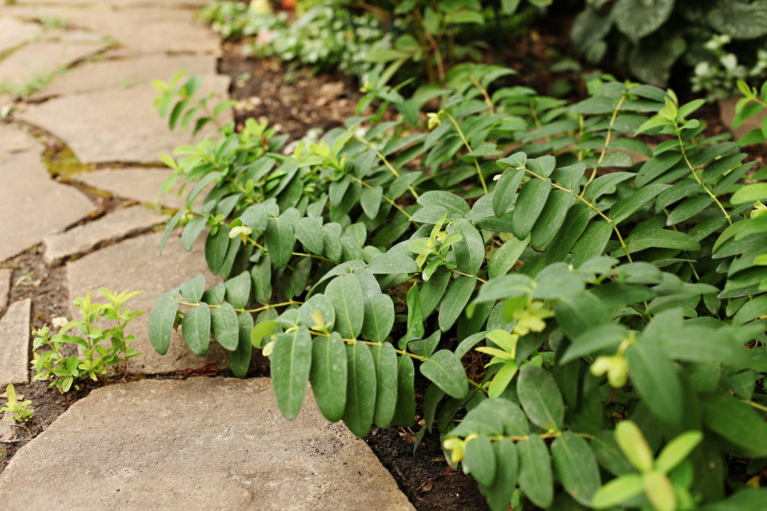 Bodendecker: Hypericum am Rand eines Steinweges. Foto: AdobeStock_ speakingtomato