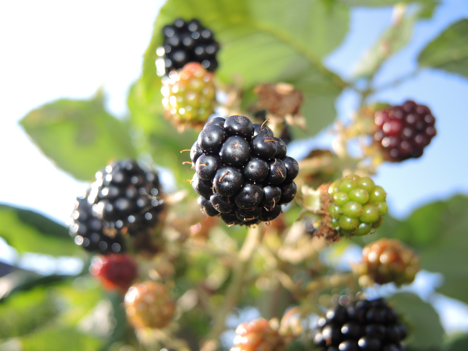 Aromatische Brombeeren ohne Dornen GartenFlora