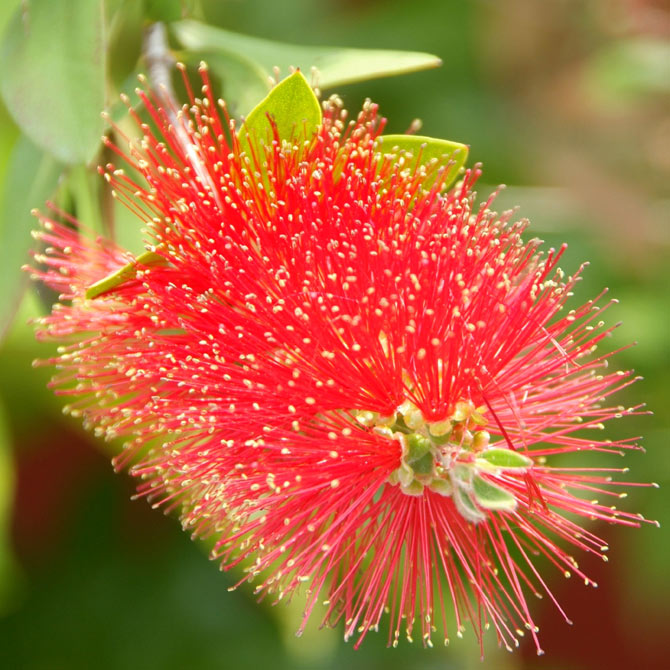 Die Blüte des Zylindermon