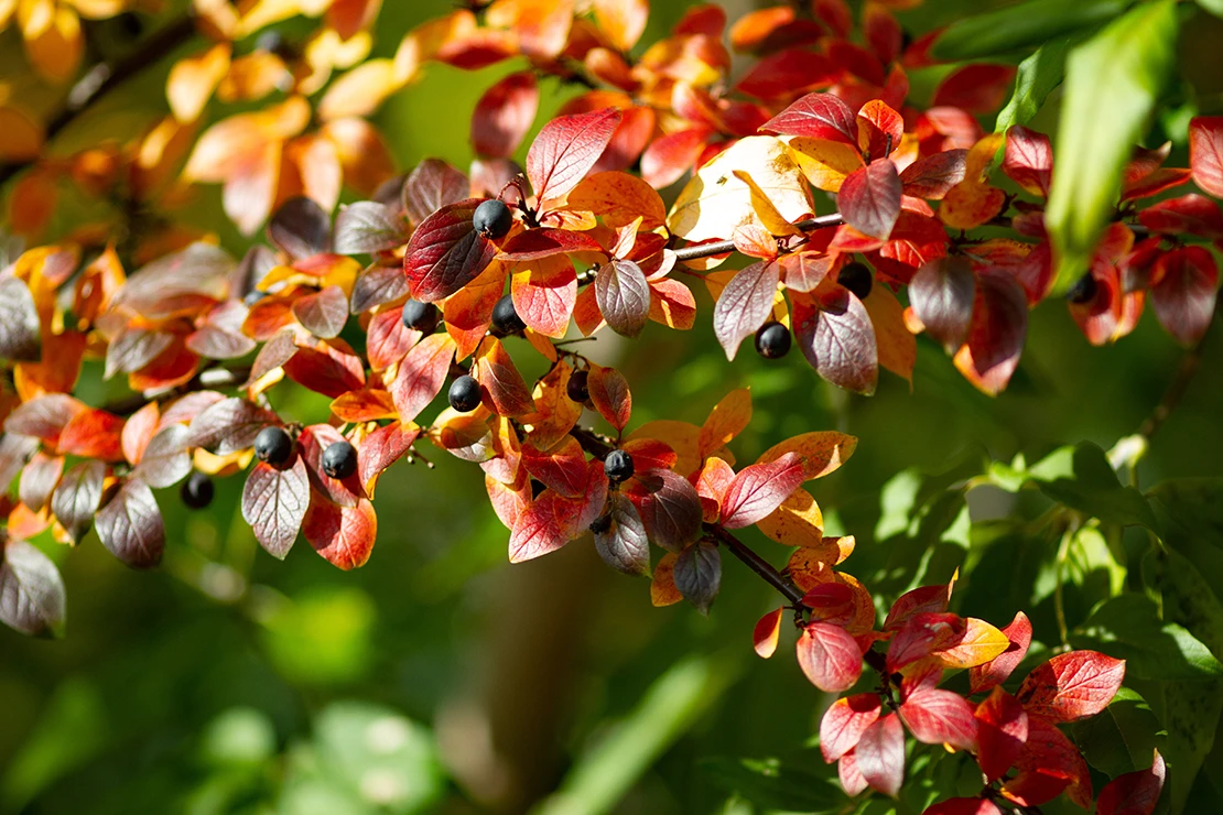 Cotoneaster mit roter Herbstfärbung und schwarzen Beeren. Foto: AdobeStock_mirkadirka