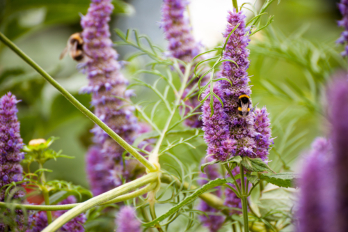 Violette Blütenkerzen der Duftnessel mit Bienen. Foto: AdobeStock_Joe