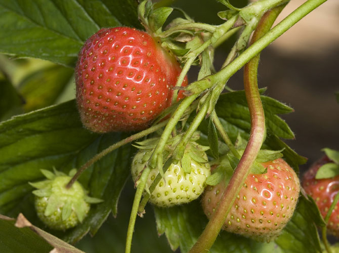 Erdbeeren eigenen sich auch für die Zucht auf dem Balkon wie diese Detailaufnahme von reifen und grünen Erdbeeren zeigt.