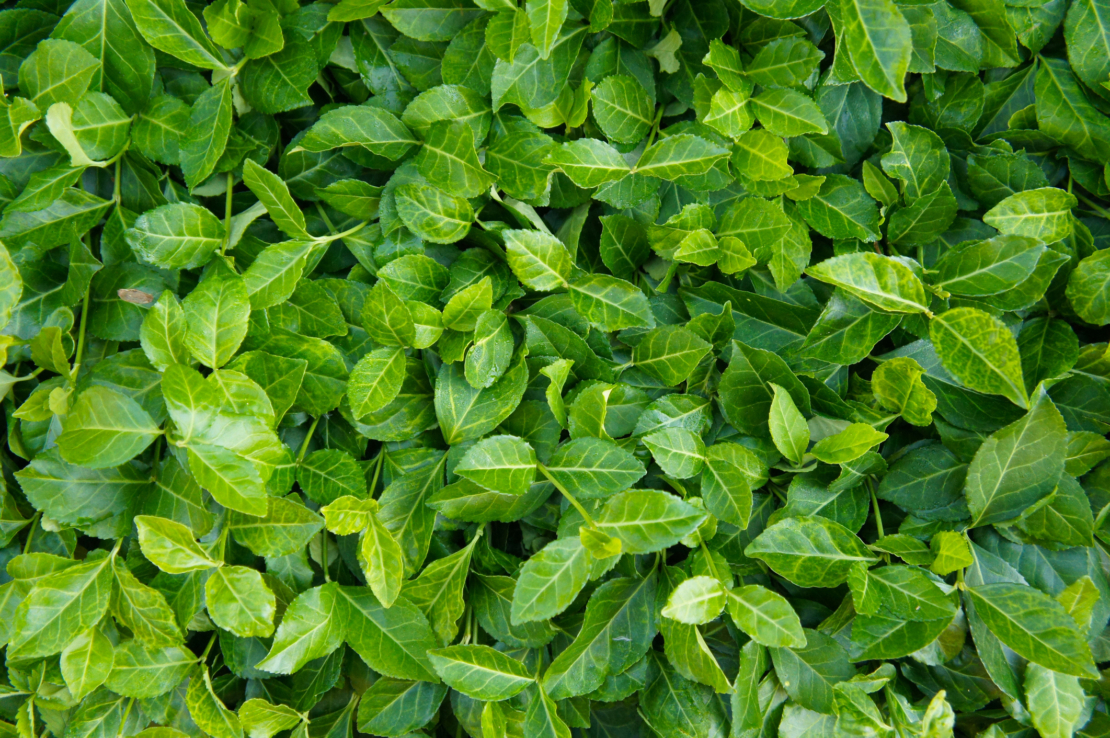 Euonymus fortunei Coloratus