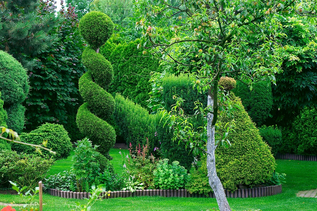 Formschnitt: Einzelne Formgehölze in einem Garten. Foto: AdobeStock_7monarda