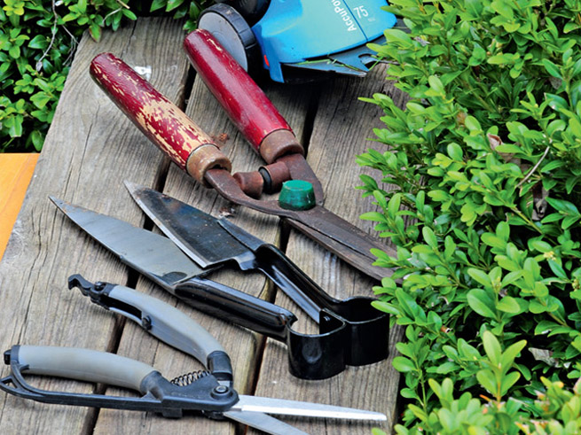 Die passenden Werkzeuge für den Formschnitt von Gehölzen im eigenen Garten.