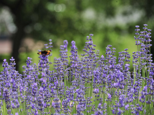 Lavendel Schneiden Direkt Nach Der Blutezeit Gartenflora