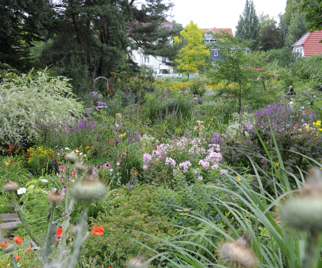 Verwilderter Garten in Falkensee