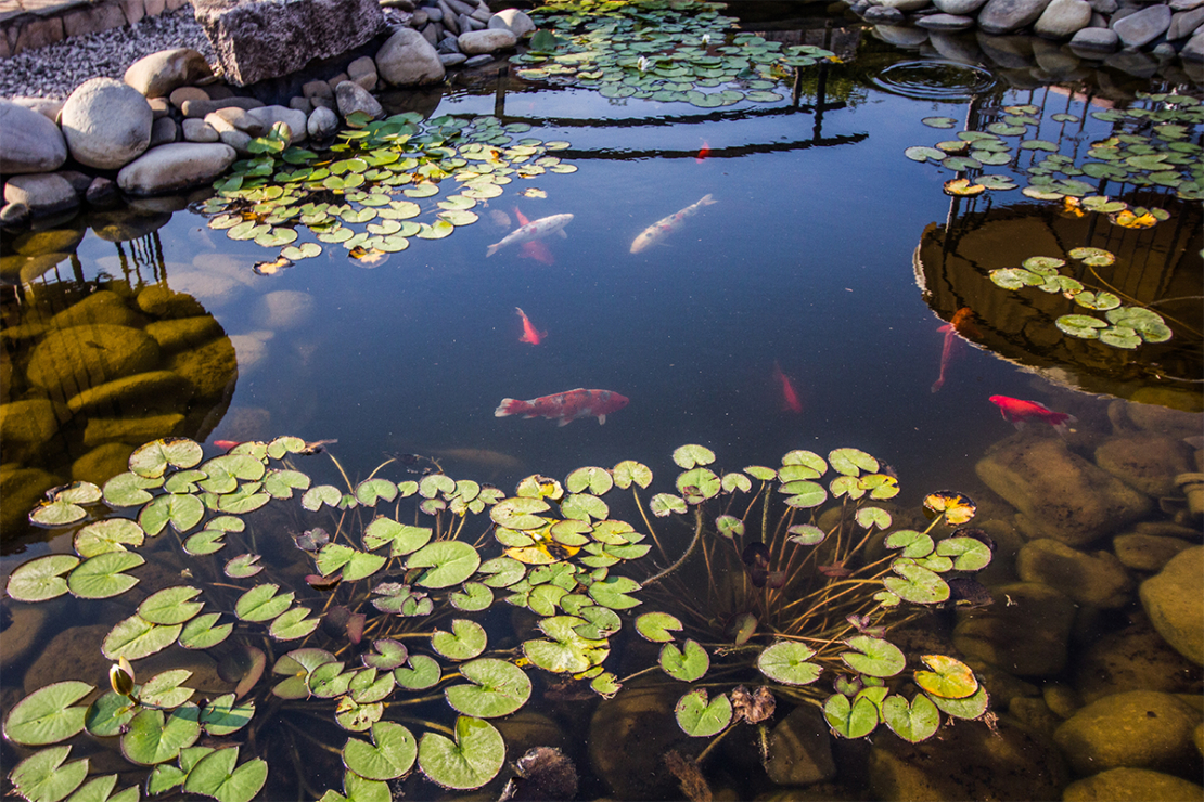 Wasseroberfläche eines Gartenteichs mit Fischen und Wasserpflanzen Foto: AdobeStock_Алексей Гуменюк