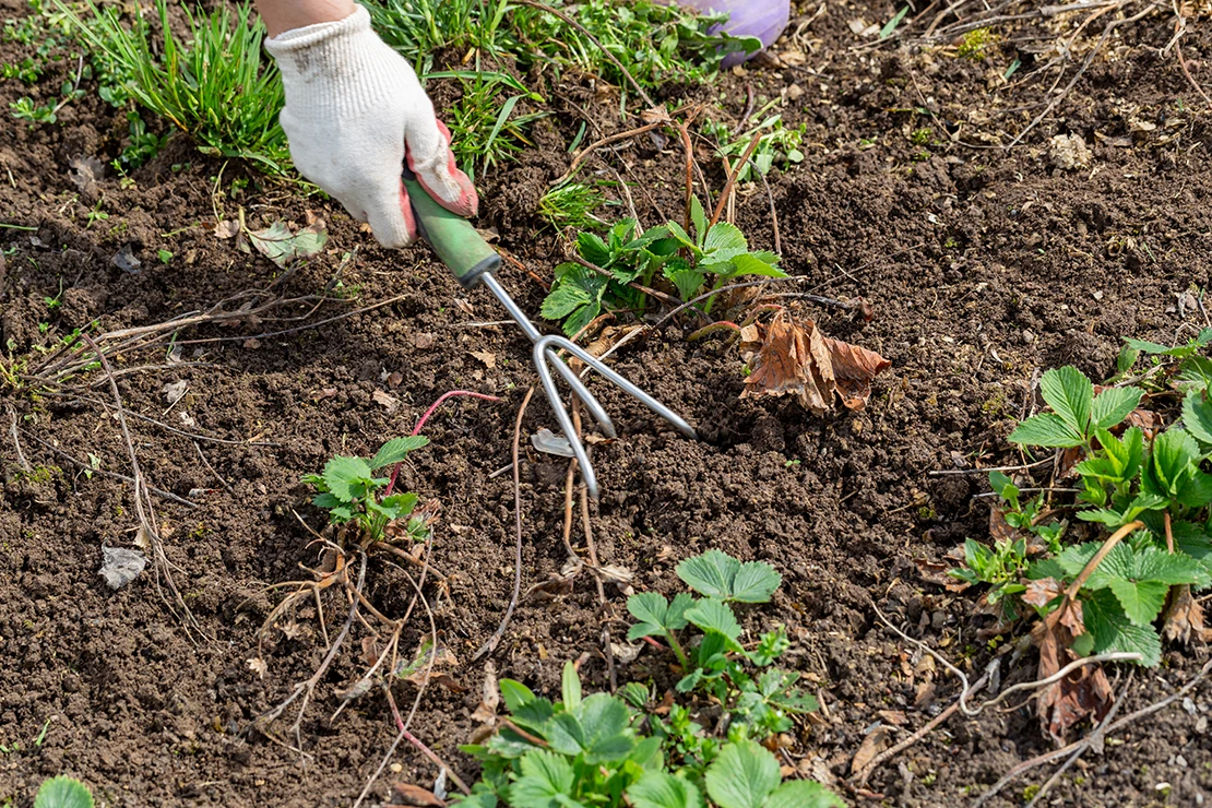 Gartenwerkzeug: Eine Person mit weißem Handschuh bearbeitet den Boden mit einem Handgrubber. Foto: AdobeStock_Olga