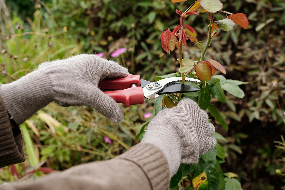 Gartenwerkzeug: Eine Person mit einem beigefarbenen Strickpullover und cremefarbenen Handschuhen schneidet die Spitzen eines Rosenstrauchs mit einer roten Gartenschere. Foto: AdobeStock_pressmaster