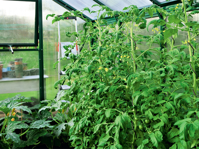 Hochgezogene Tomaten im Gewächshaus