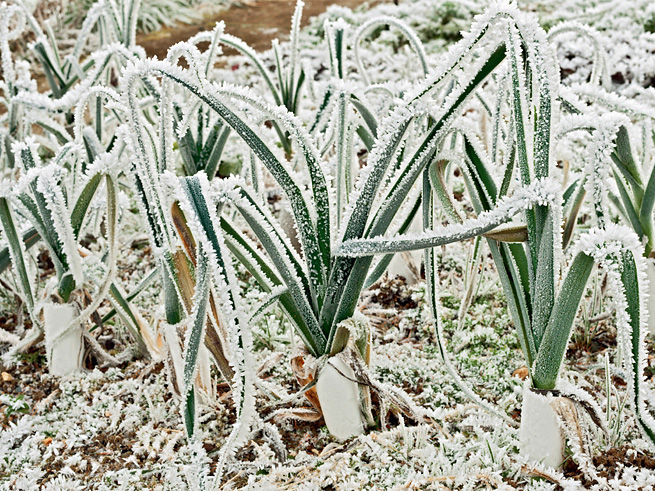 Gemüse im Winter anbauen ist trotz Raureif kein Problem