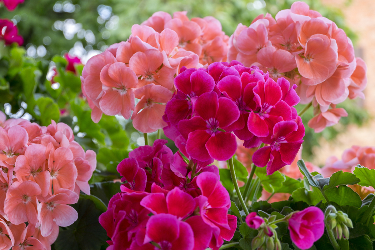 Geranien Zehn überraschende Fakten GartenFlora