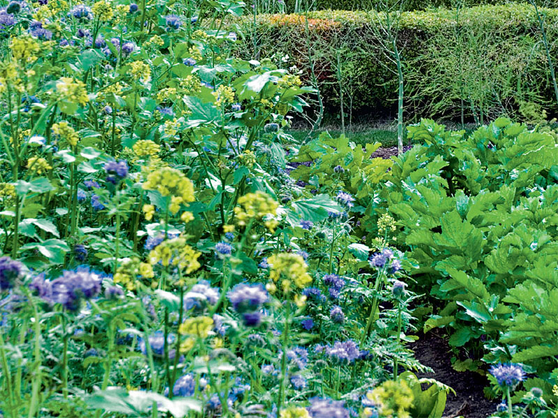 Gründüngung im Gemüsegarten GartenFlora