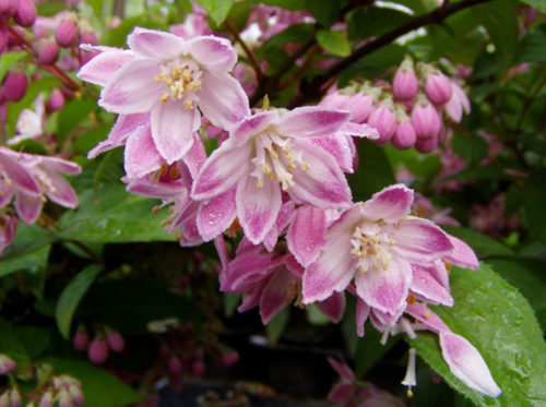 Die blühende Heckenpflanze Deutzia