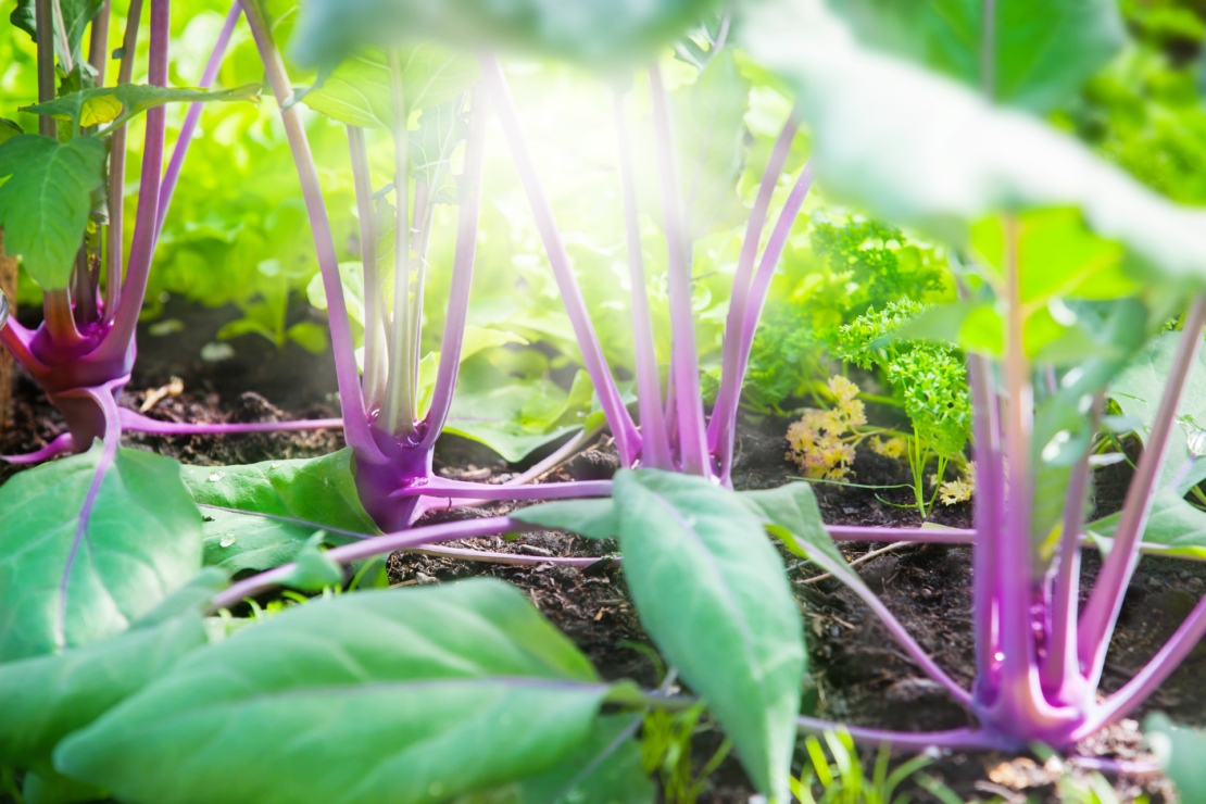 Hochbeet befüllen: Kohlrabi und andere junge Pflanzen wachsen im Hochbeet