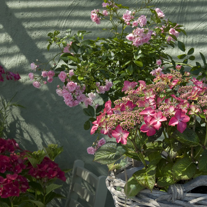 Winterharte Kübelpflanzen Gehölze für Topf und Kübel GartenFlora