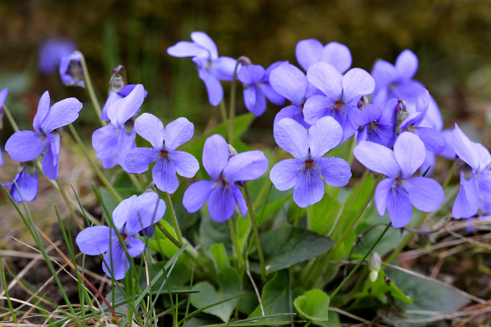 Hunds-Veilchen-AdobeStock_Aggi-Schmid-.j