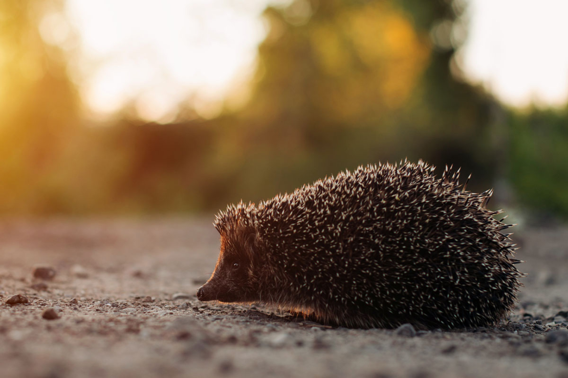 Igel wandert auf Straße umher Foto: AdobeStock_digitalien