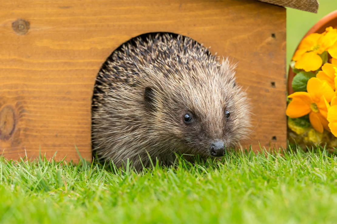 Igel schaut aus einem Igelhaus im Garten Foto: AdobeStock_COATESY