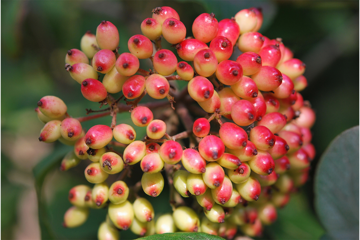 Kornelkirschen-Rezepte Foto: AdobeStock_vvoronov