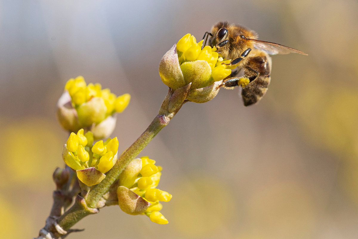 Blüte der Kornelkirsche mit Biene Foto: AdobeStock_Belca