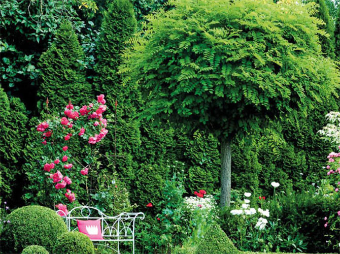 Ein Hausbaum in Kugelform