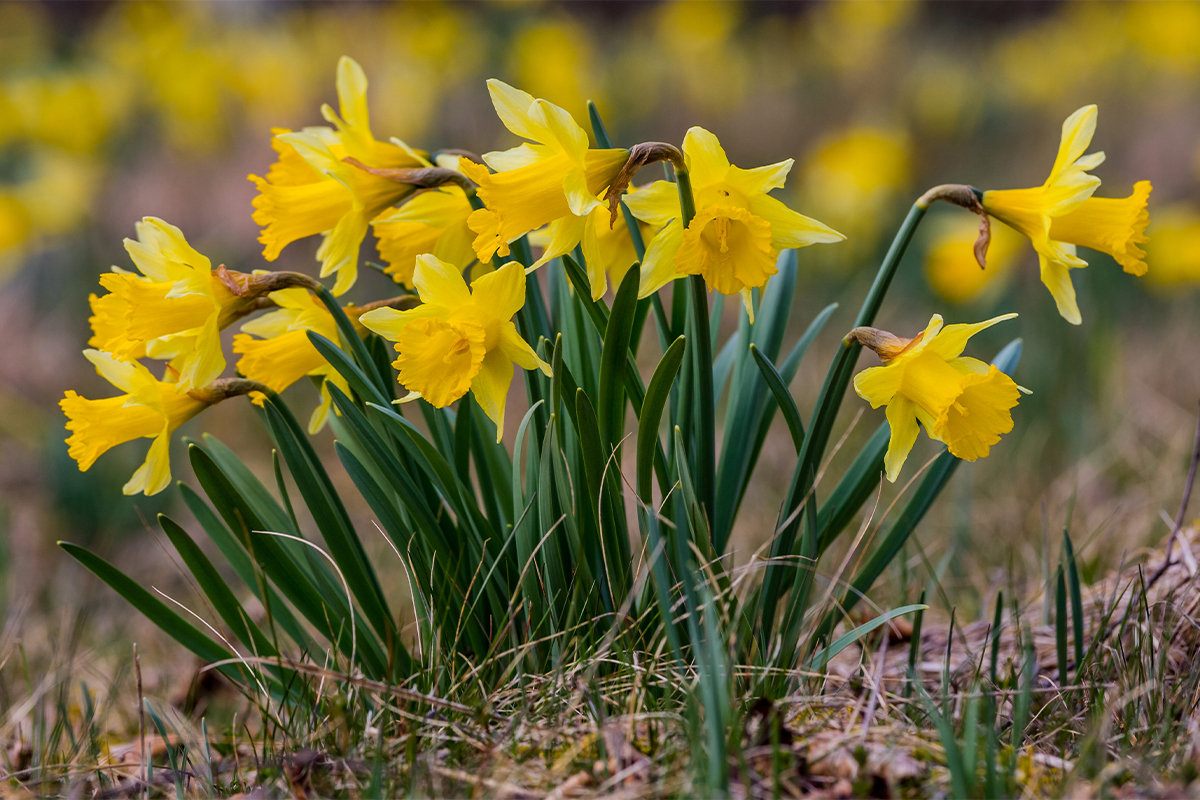 Narzissen blühen in Gelb Foto: AdobeStock_Gottfried Carls