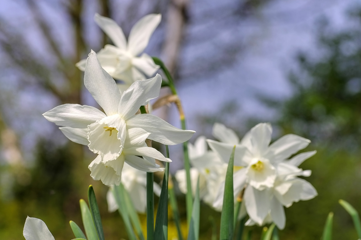 Narzissen 'Thalia' blühen in Garten AdobeStock_LianeM